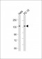 KIF1B Antibody